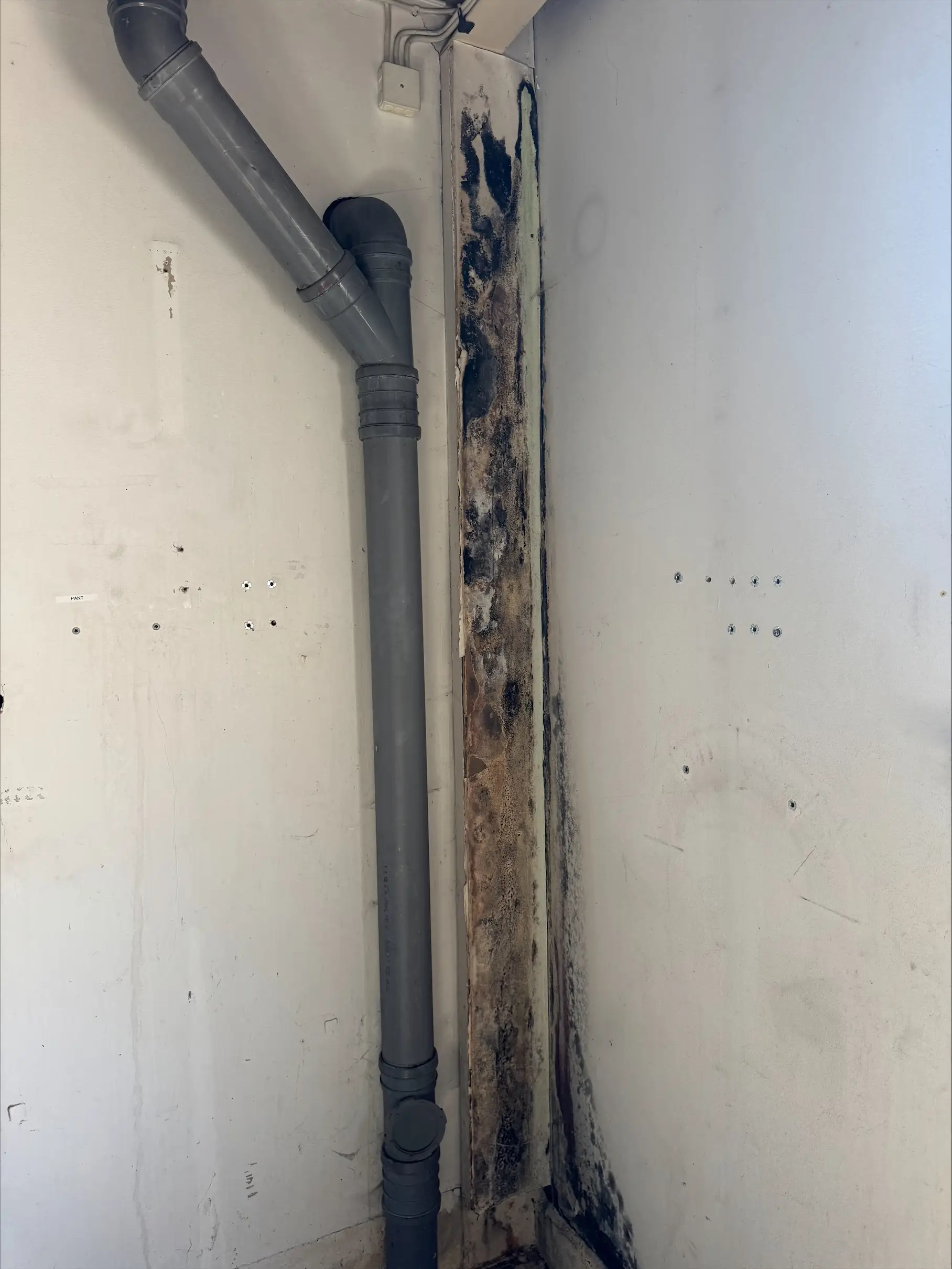 Svartmögel i badrum – SAKON visar hur man tar bort svartmögel